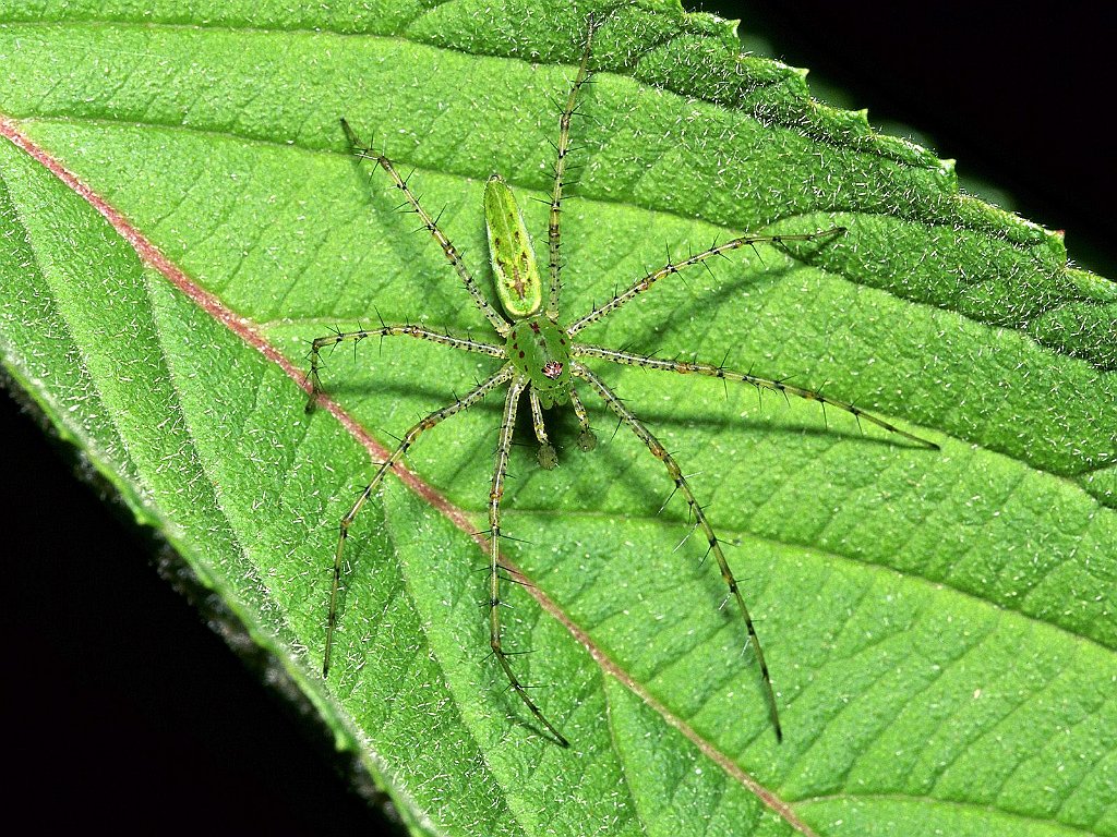 Green Lynx Spider